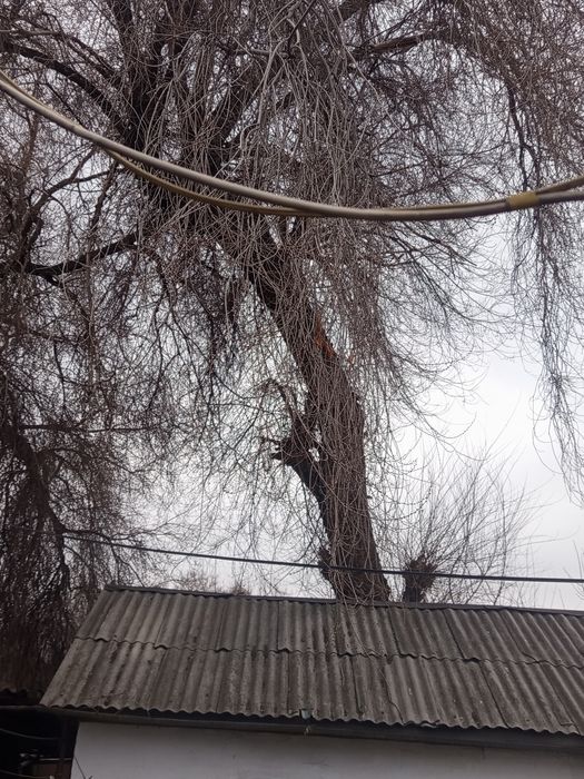 Отдам даром дерево на дрова либо на материал самовывоз