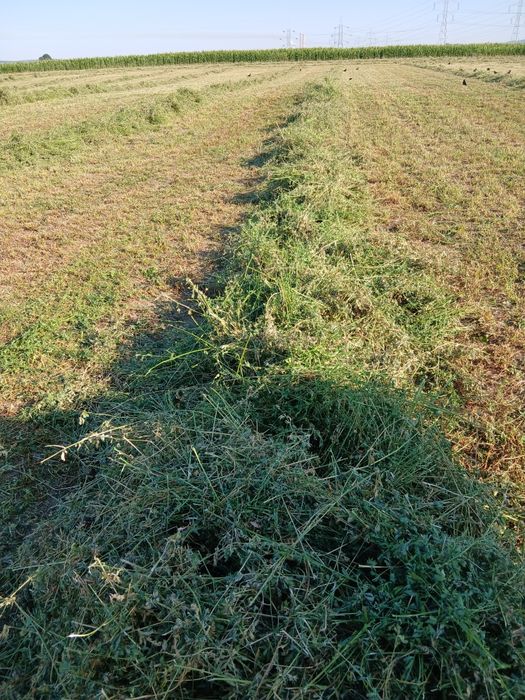 Baloti rotunzi de lucernă