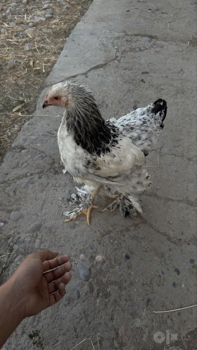 Zotli brama sotiladi
