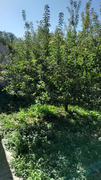 Дача Нанайда пустой йер