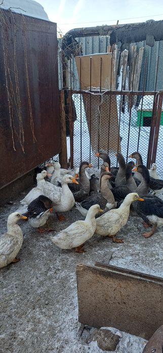 Продам Уток, Гусей, домашние
