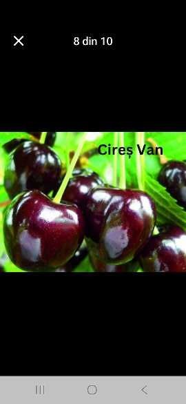 Pomi fructiferi disponibili