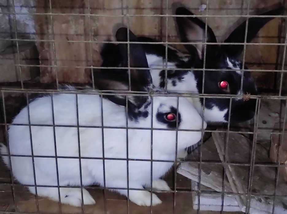 Кролики 2-3 кг 3 самца 1 самка