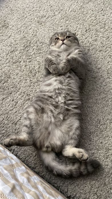 Вислоухий Британский на вязку