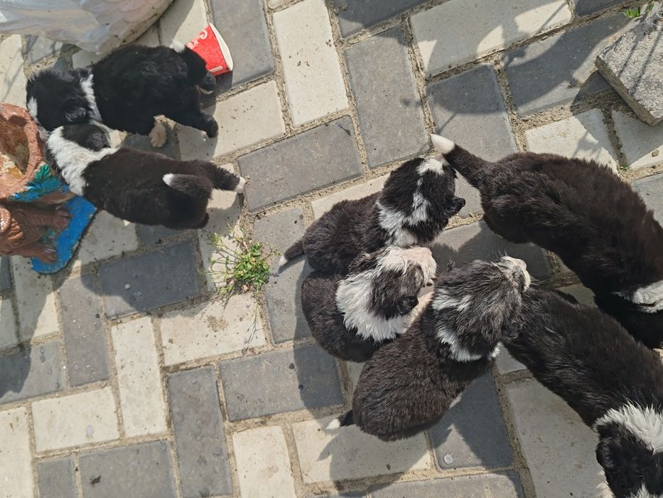 Cățeluși spre adopție