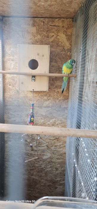 Papagali pereche Bernardius