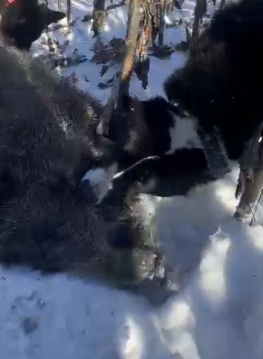 Шенки русско- европецской лайки