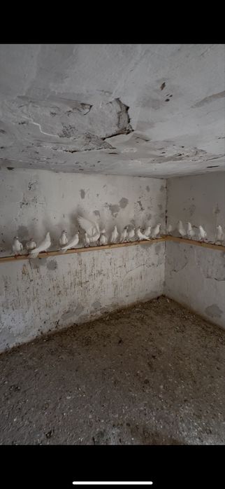 Белые широкохвостые
