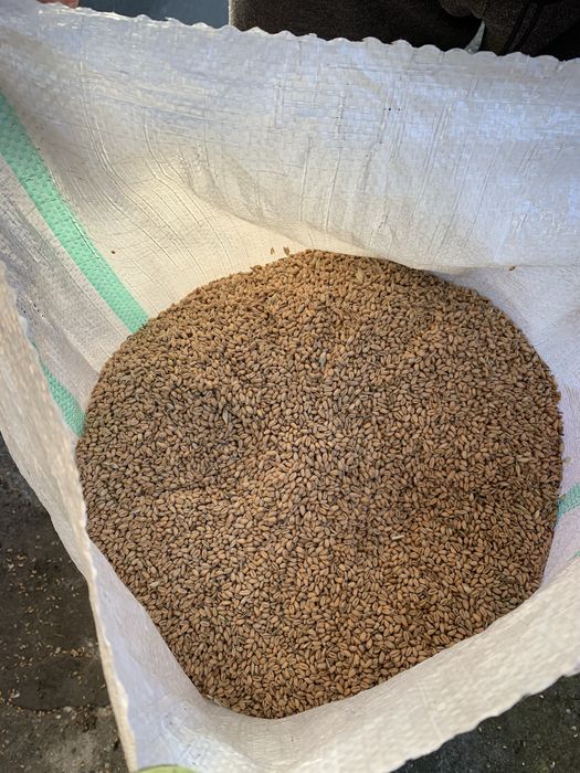 Grau - porumb - floarea soarelui