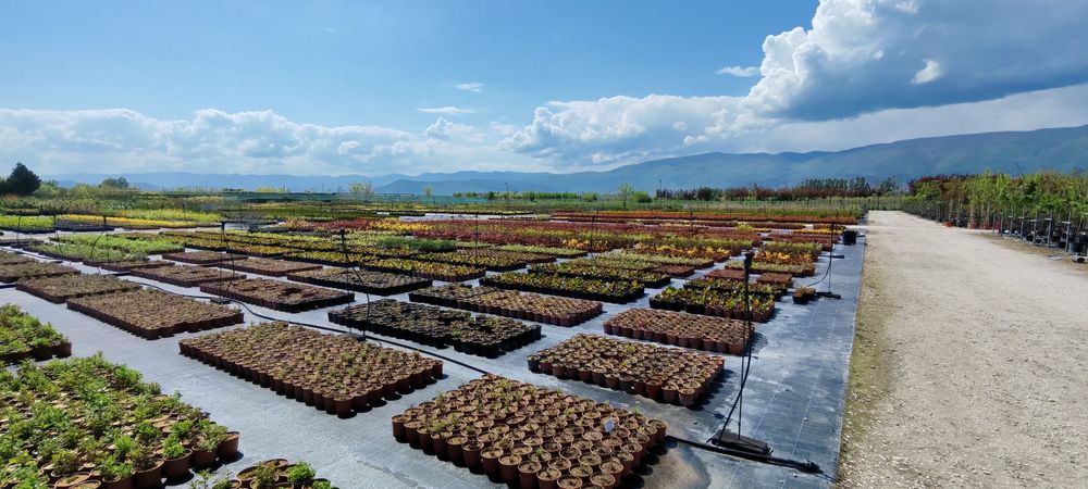 Градинарски услуги и аранжиране на градини с отношение към клиента