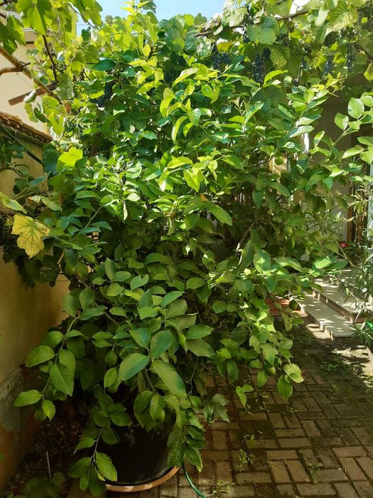 Pomi de vânzare (plus plante purificatoare de aer)