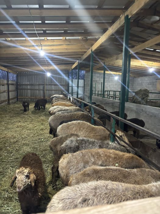 Кой саулык тусак козлы кой