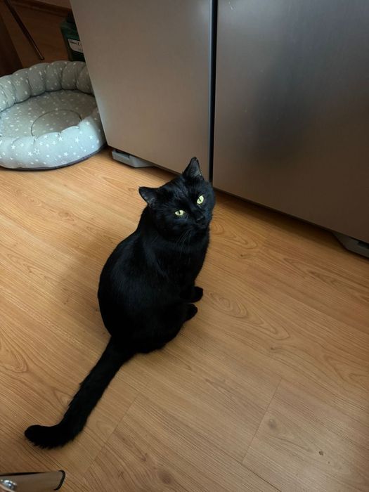 Котик Шотландец в добрые руки