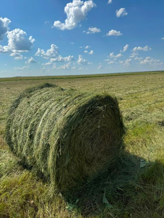 Свежий укос 2026