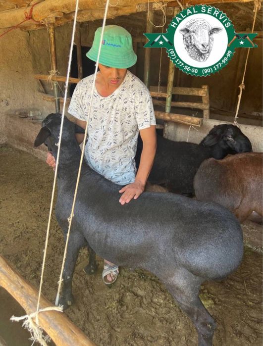 Aqiqaga qo’chqorlar‼️