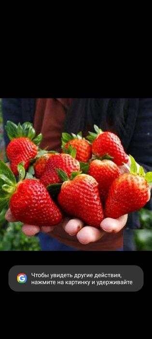 Ремонтантная клубника