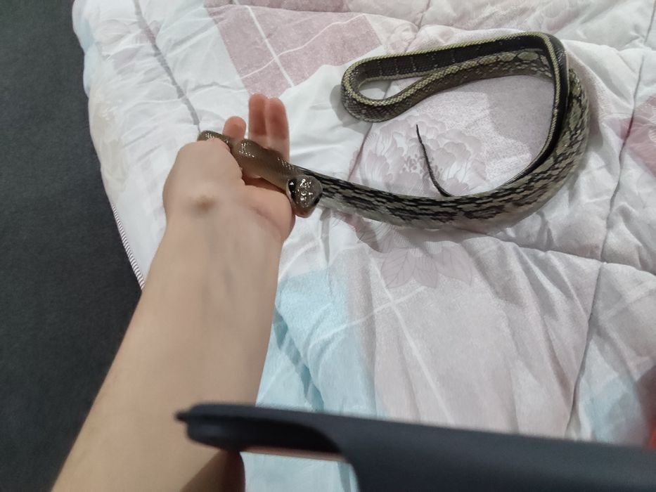 Тениура блю бьюти, своя змея