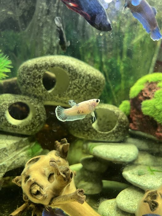 Петушки самки и самцы