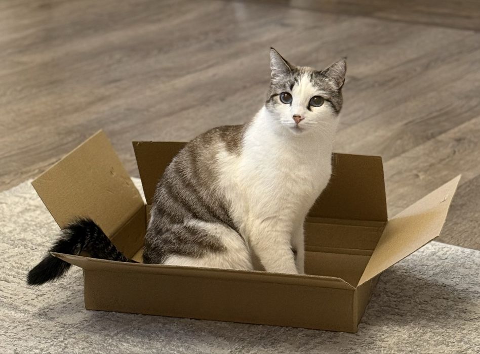Коты в добрые руки