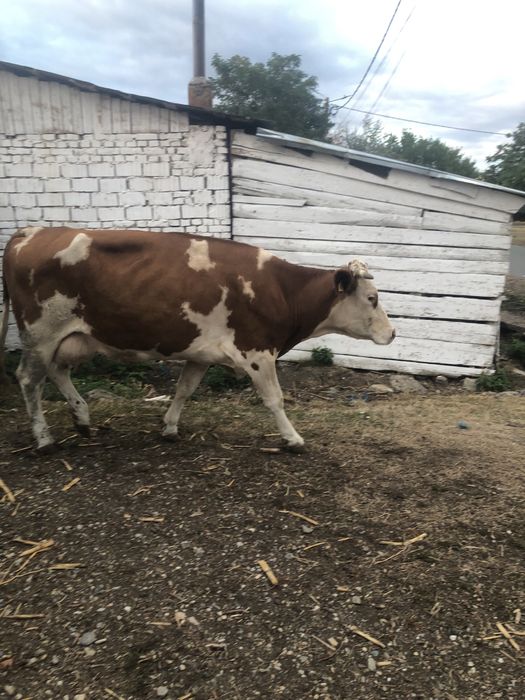 Vaca de vanzare