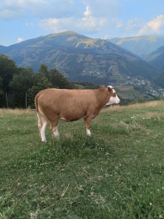 Vand vaca gestanta