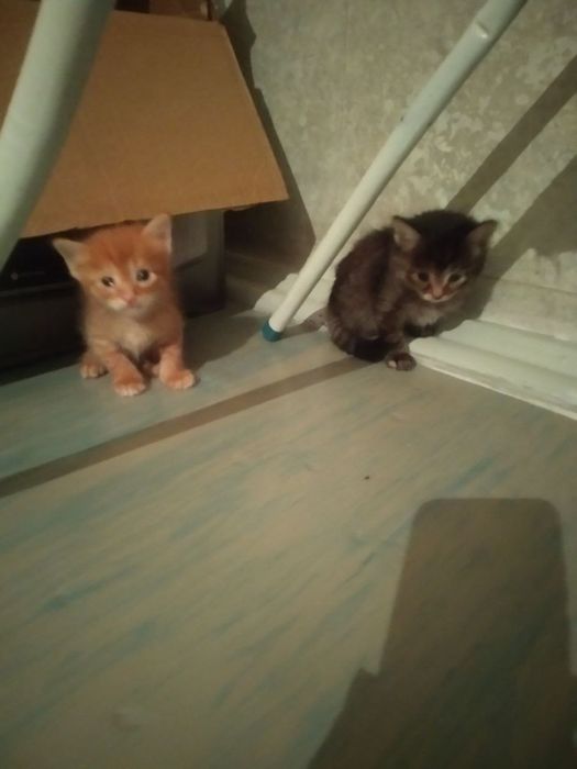 Котята добрые руки