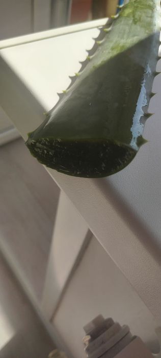 Продам алое алое вера