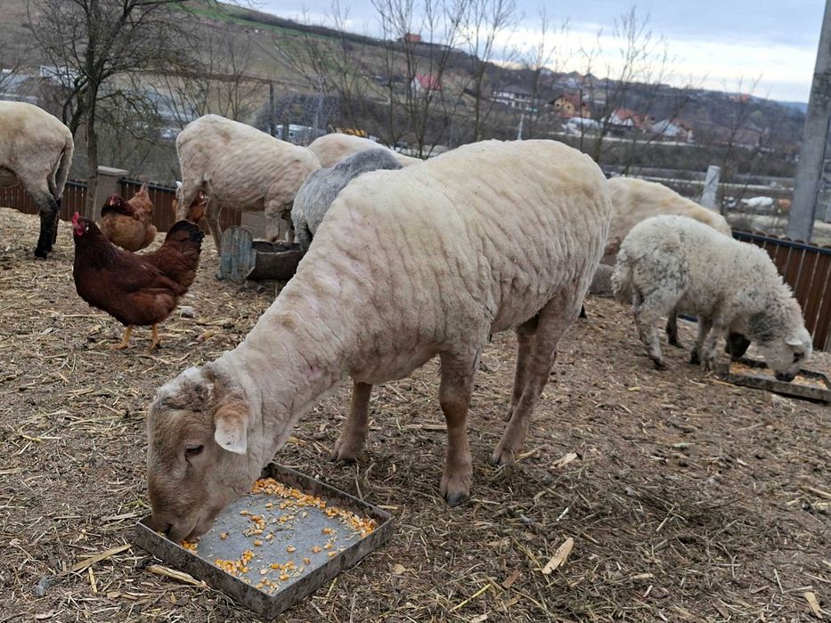 Vând berbec (noatin)