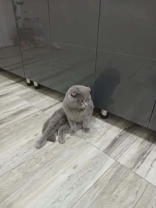 Мушук вяска кот яхши