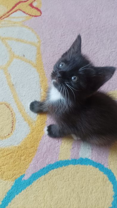 Котик от мамы британки Метис