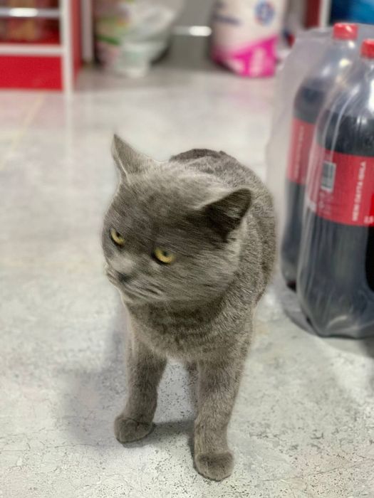 Скотиш Страй кот мальчик