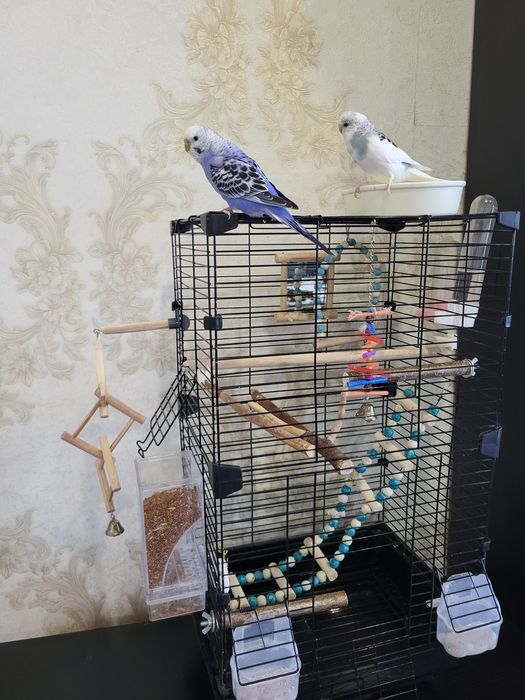 Продам попугаев с клеткой