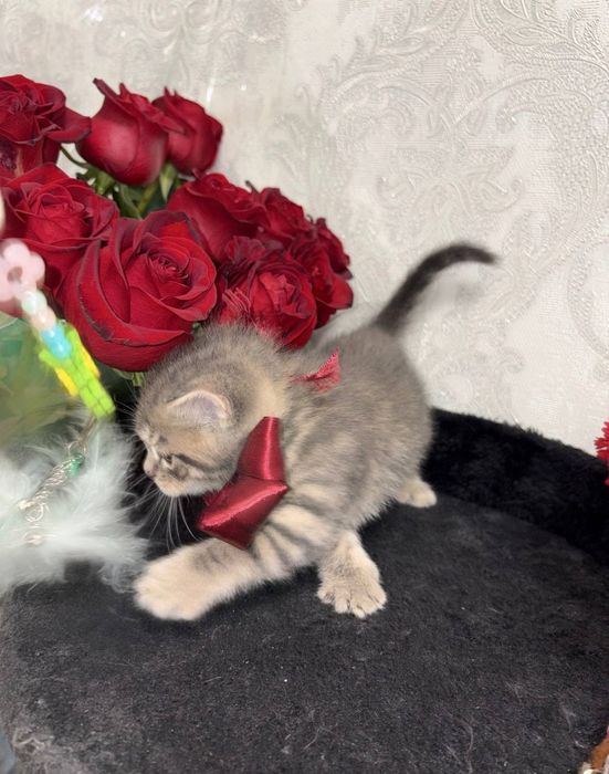 Котёнок Мальчик 1,5 мес