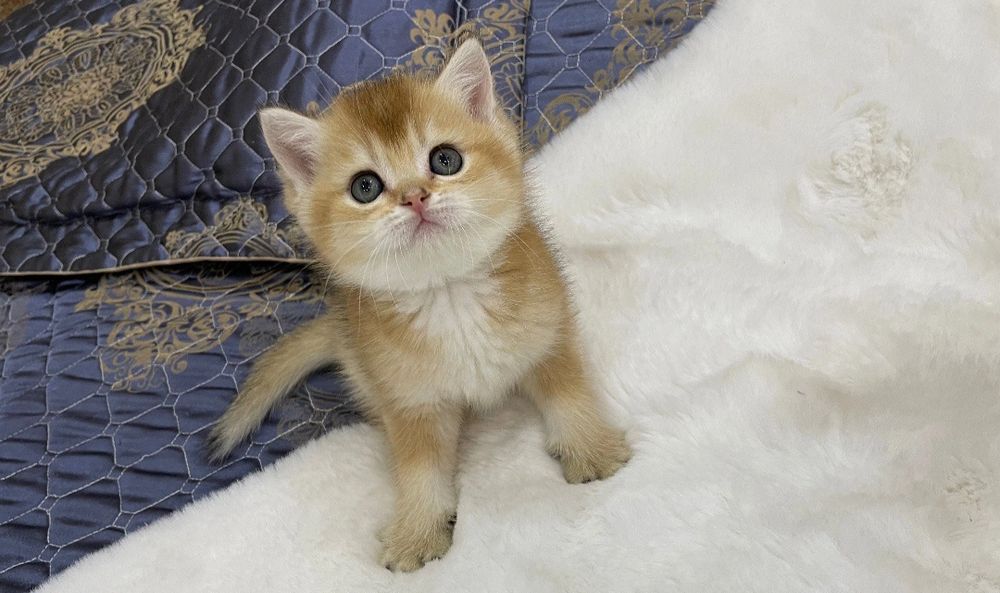 Продаются  Шотландские котята