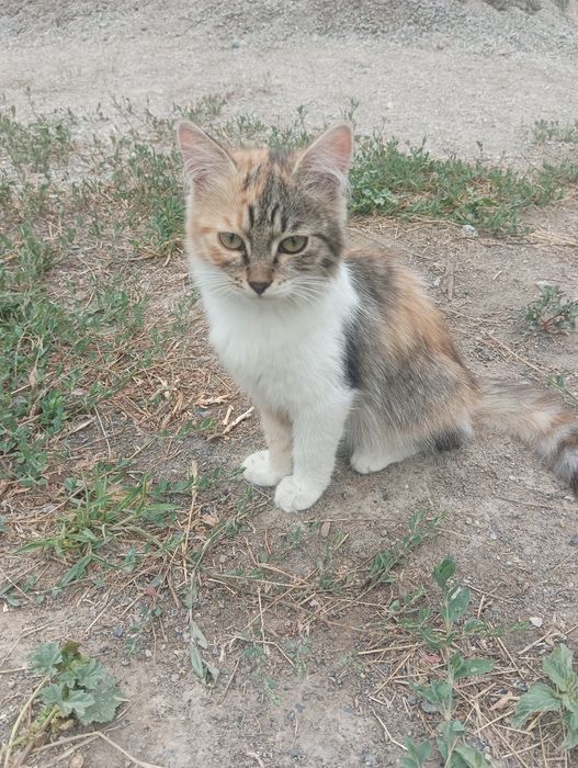 Отдам котят бесплатно