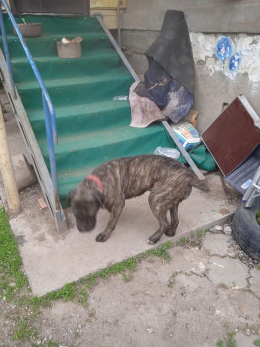 Кане Корсо девочка