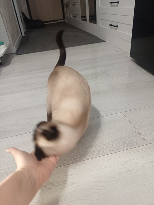 Отдам кошку в добрые руки