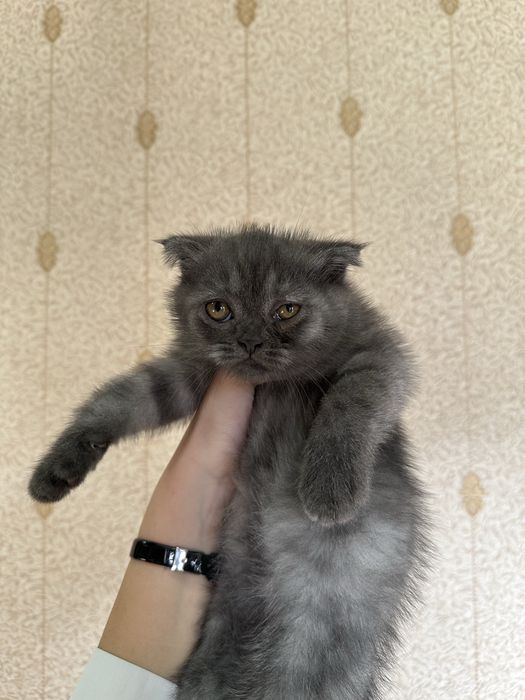 Продаются два чистокровных фолда