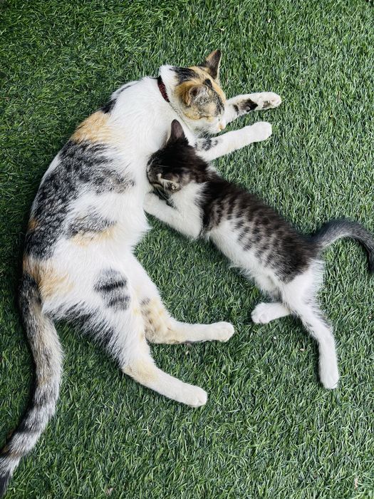 Отдам котенка девочку