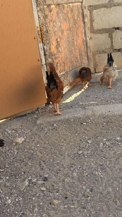 Арзан балапандар