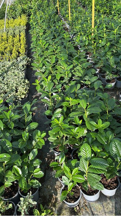 Laur englezesc, Photinia, Lonicera, Euonymus