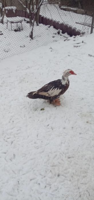 Индоутки пара. Индоутки.