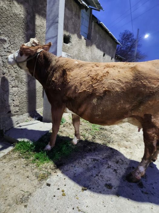 Продается корова,порода сементал