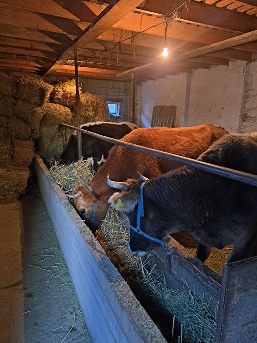 Коровы стельные.