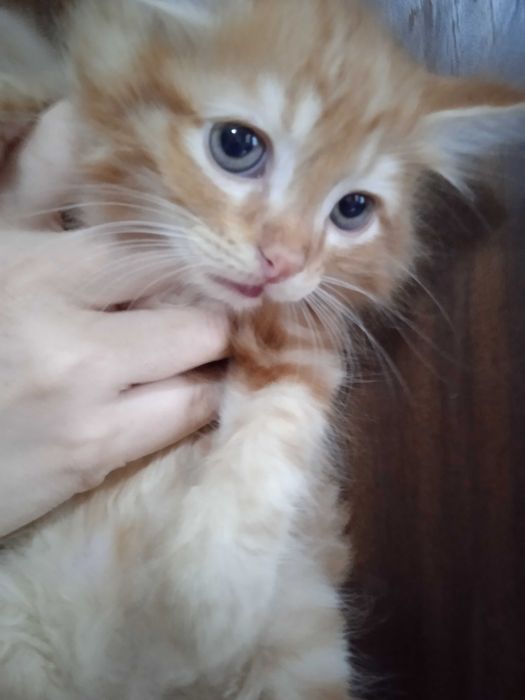 Рыжие пушистики турецкая ангорка, 2 месяца, мальчики.