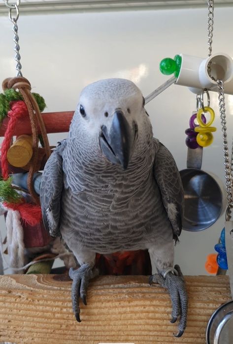 Папагали Кралско Жако - София