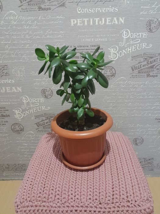 Цветок денежное дерево