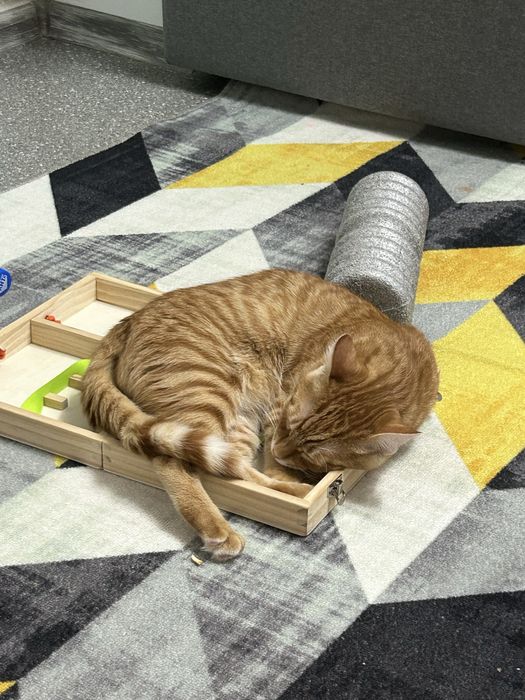 Отдам кота срочно