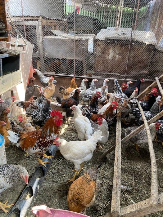 Куры разных пород