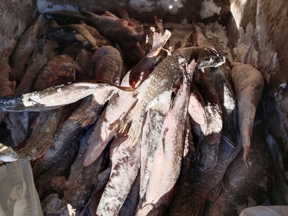 Продам Торгайску щуку